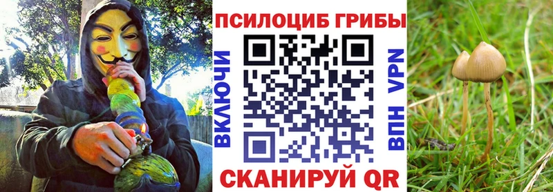 Псилоцибиновые грибы Cubensis  Ейск 